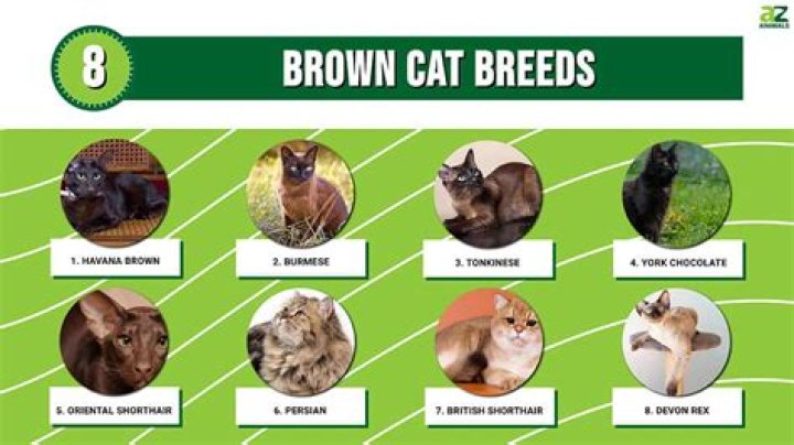200+ Brown Cat Names That Will Make Your Kitty Unique