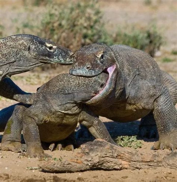 Are komodo dragons descendants of dragons