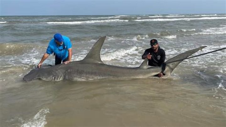 Are there any sharks near myrtle beach