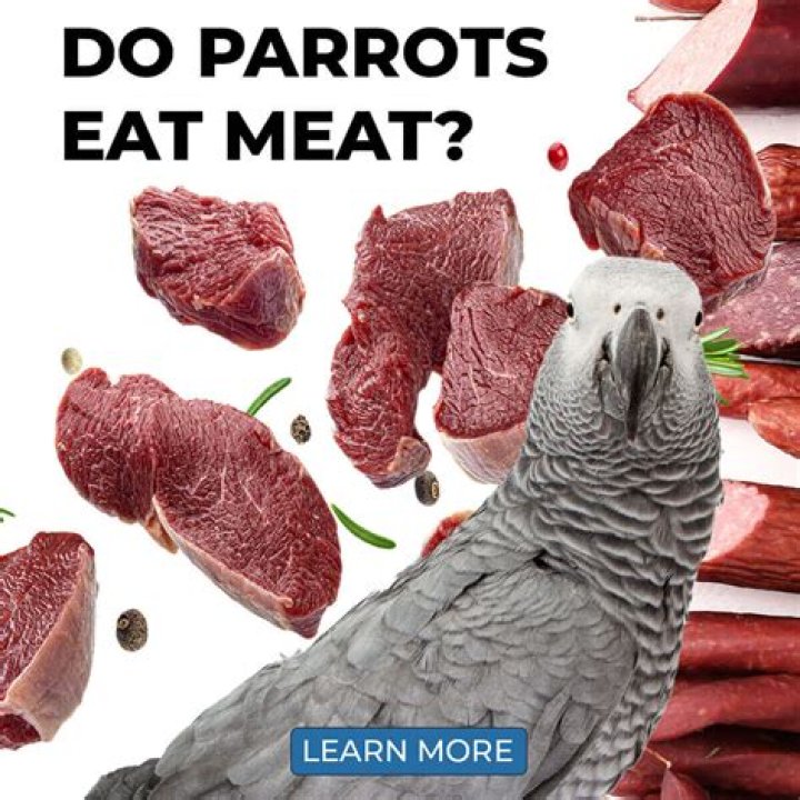 Can you eat parrot meat