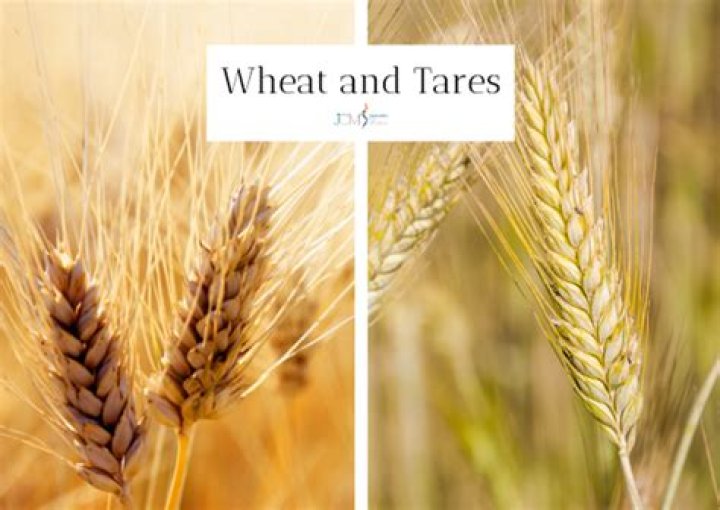 Characteristics of wheat and tares