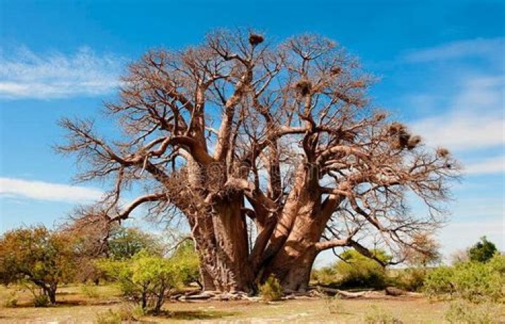 Cresta Bosele, Selebi-Phikwe, Botswana