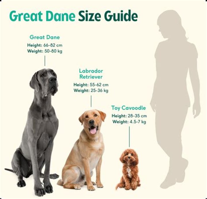 Dane DeHaan Height: How tall is Dane DeHaan?