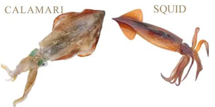 Difference between squid and calamari
