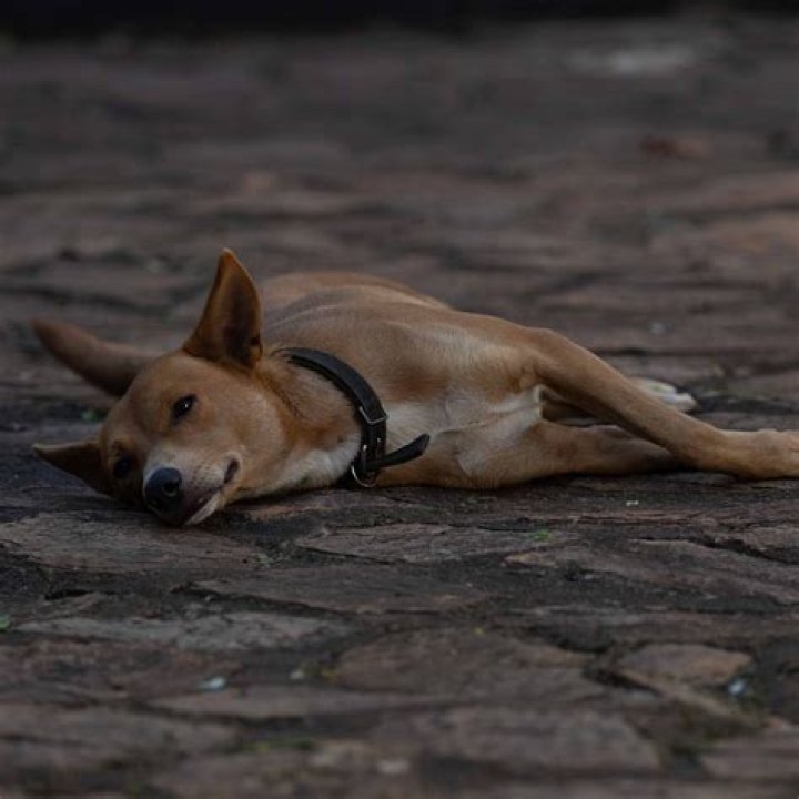 Gately Inn Entebbe, Entebbe,
