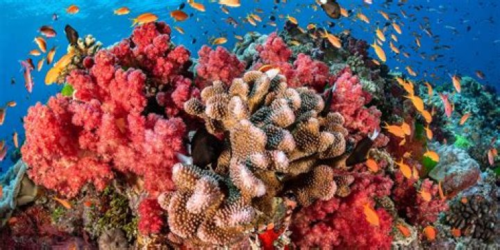 How many different types of plants are there in the great barrier reef