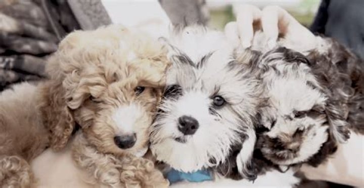 How much are puppies at petland