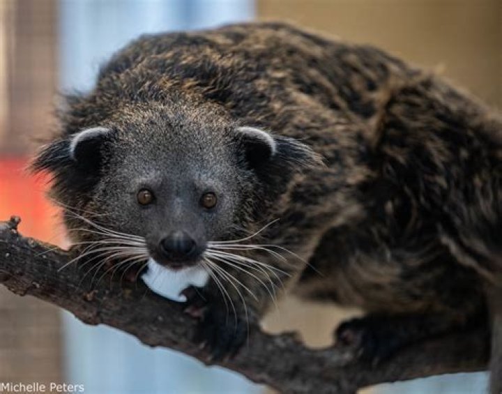 How Old Is Binghamton Bearcats Samall Forward Jacob Falko? Wikipedia Biography And More