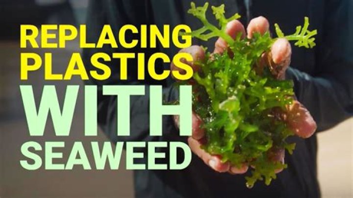 How to preserve seaweed for art