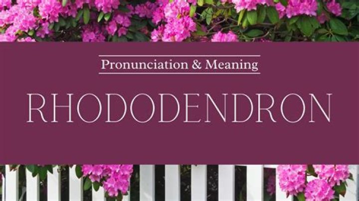How to pronounce rhododendron