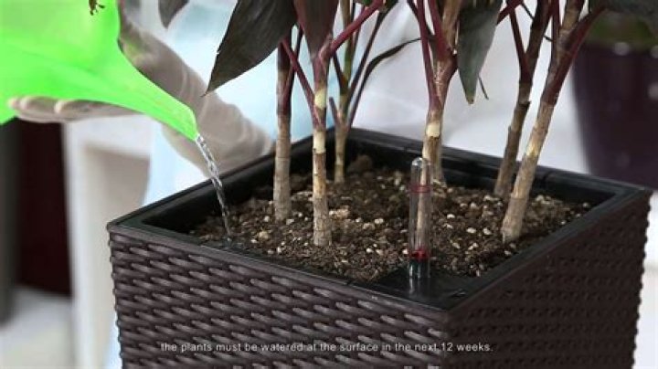 How to use self watering planters