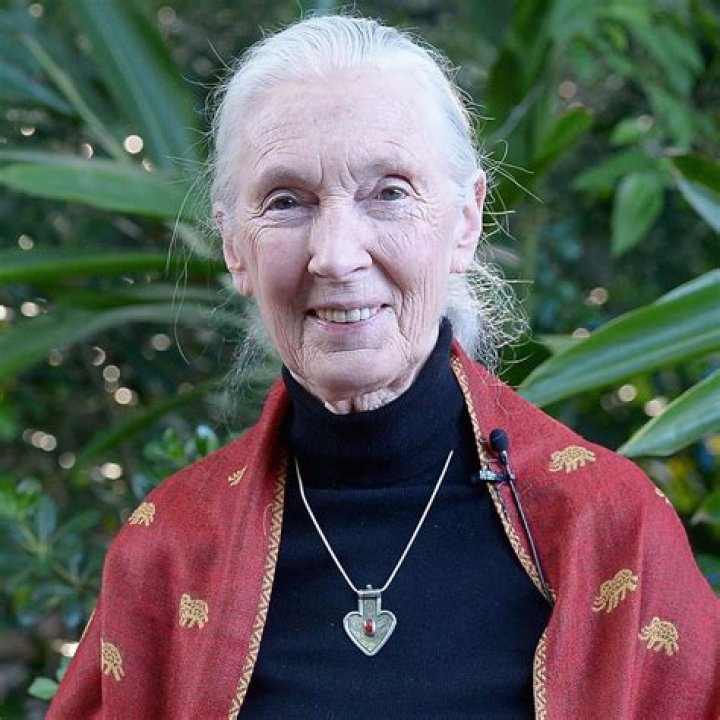 Is Jane Goodall Still Alive? Whereabouts Today – Her Age And Health Update