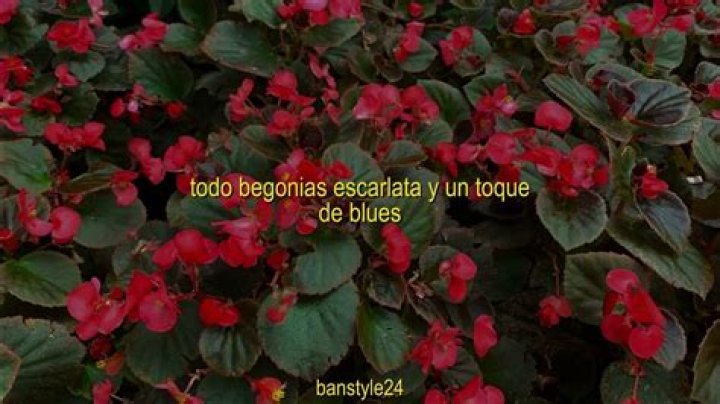 Sublime’s
Scarlet Begonias Lyrics