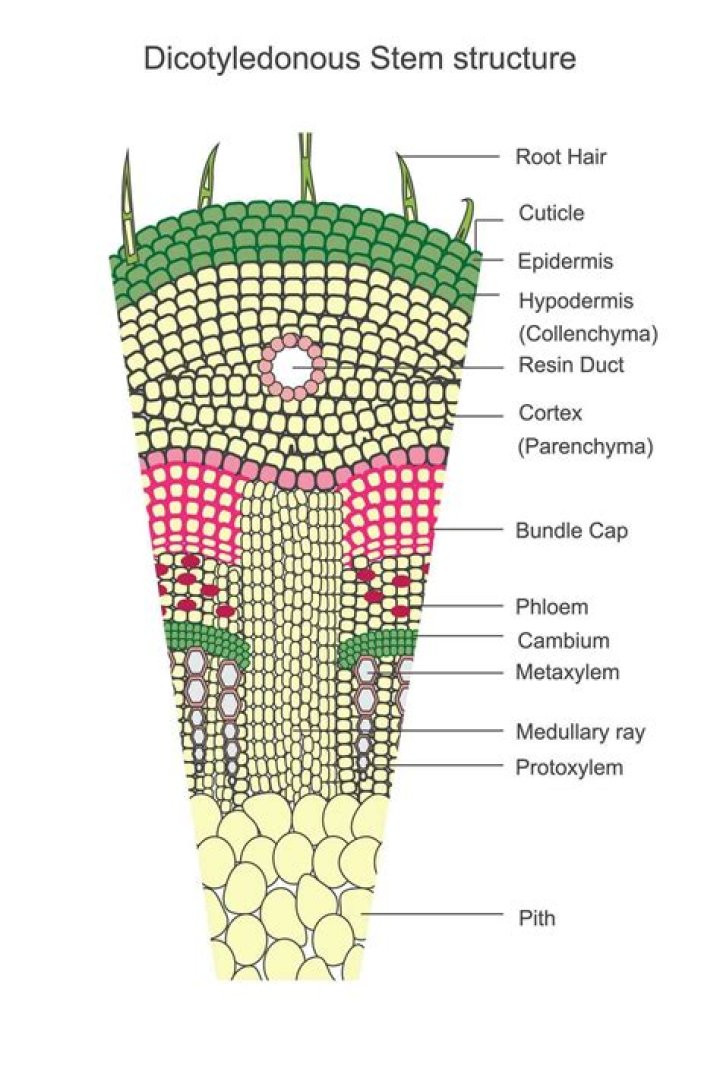 The correct sequence of tissues in the anatomy of a young dicotyledonous stem from the…