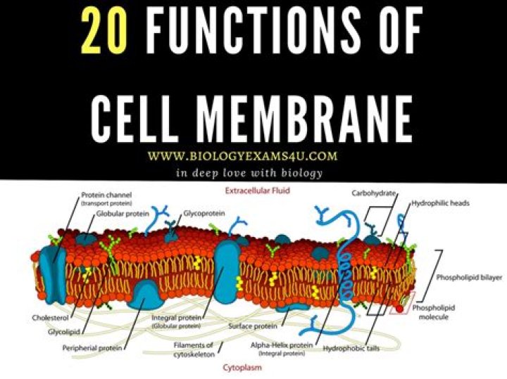 What are two functions of a cell membrane