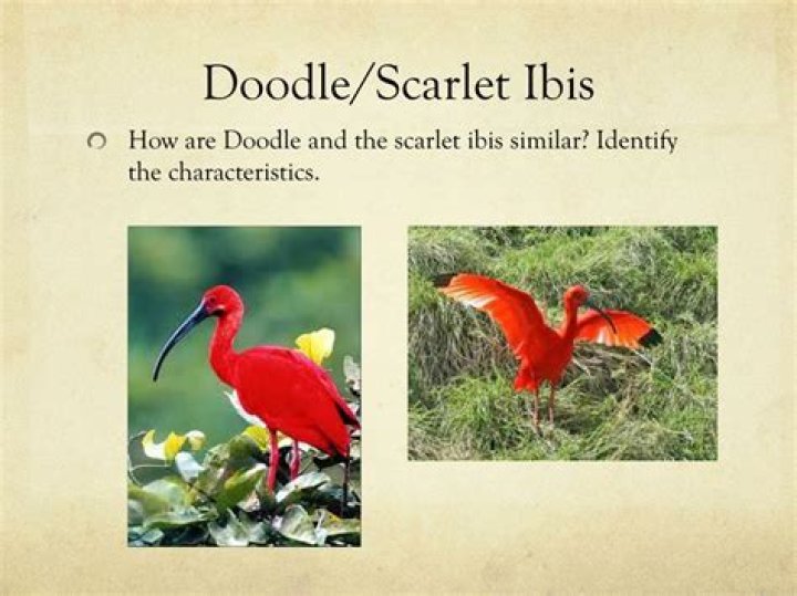 What did doodle die of in the scarlet ibis