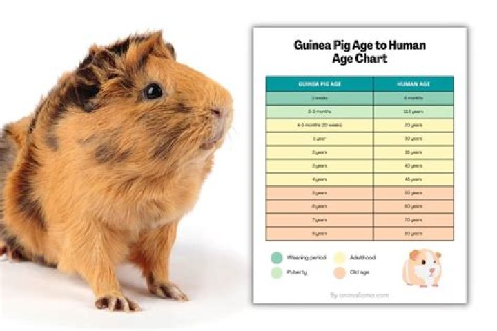 What does guinea pig hooting mean