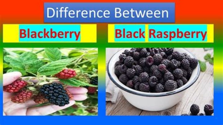 What is the Difference Between Blackberry and Boysenberry