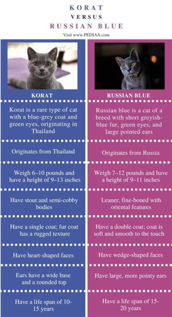 What is the Difference Between Korat and Russian Blue