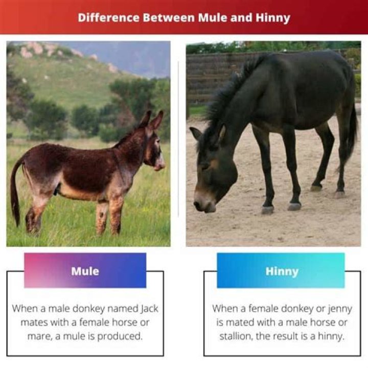 What is the Difference Between Mule and Hinny