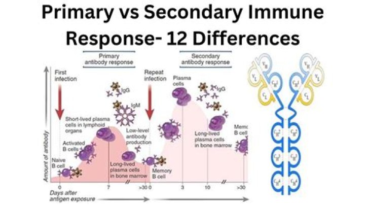 What is the Difference Between Primary and Secondary Immune Response