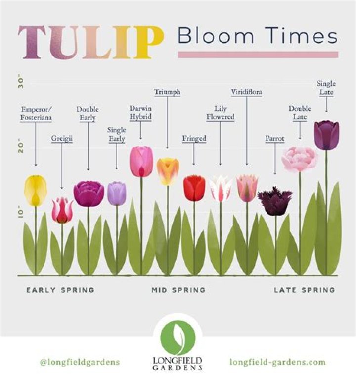 What temperature can tulips withstand