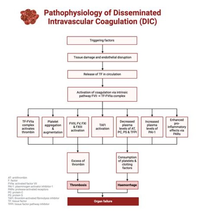 Which therapy for disseminated intravascular coagulation dic disorder may be prescribed for a patient when the benefits outweigh the risk